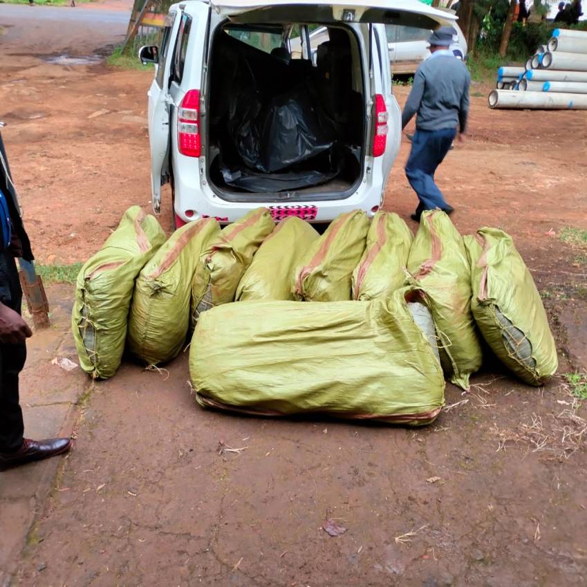 POLICE SEIZE KSHS 2M CANNABIS